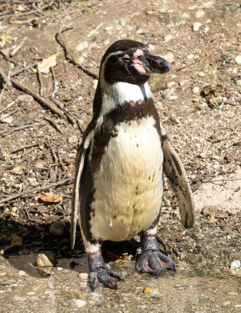 istock Humboldt Penguin, Spheniscus humboldti in a park 1427956590