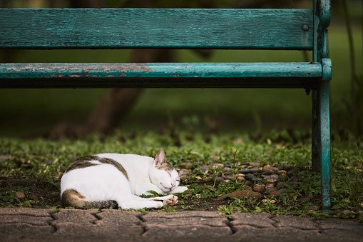 Cute lost cat sleeping under green bench in public park.