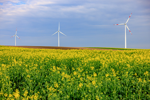 Wind farm turbines rising in the distance on agricultural field with yellow flowering crops in springtime