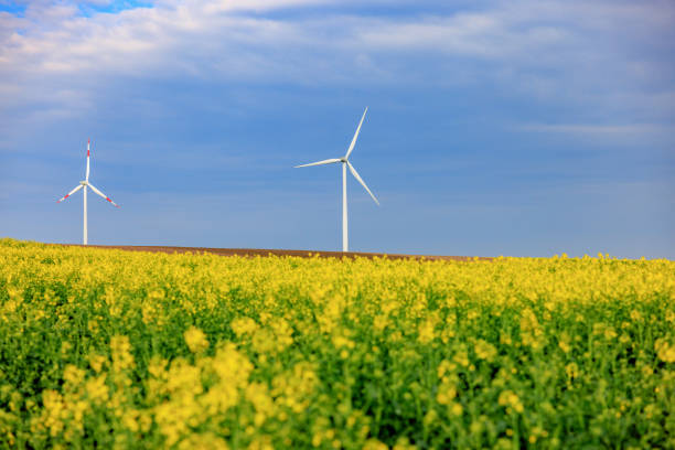 Wind farm on agricultural field with yellow flowering crops in springtime, turbines rising high