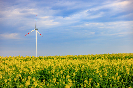 Wind turbine in the distance on agricultural field with yellow flowering crops in springtime