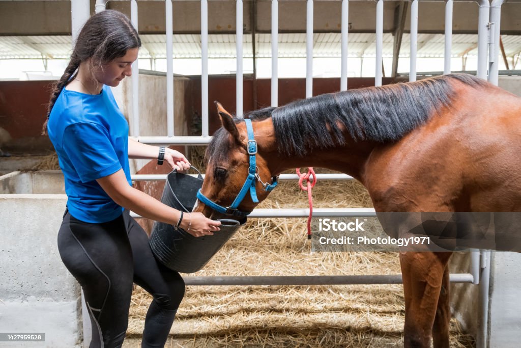 Woman feeding horse near stall - Royalty-free Paard - Paardachtigen Stockfoto