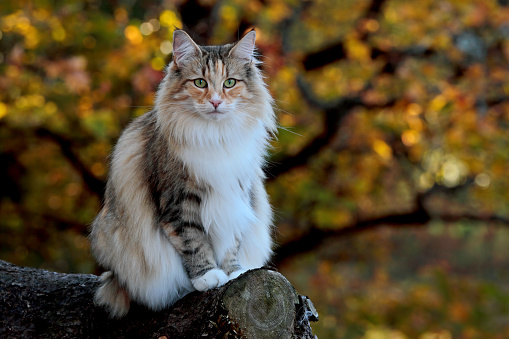 A norwegian forest cat female sitting in autumnal forest