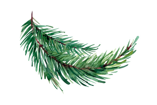 Green fluffy branch of spruce, pine, fir. Pine, fir branch for Christmas, New Year illustration. Watercolor isolated on white background. Drawn by hand.