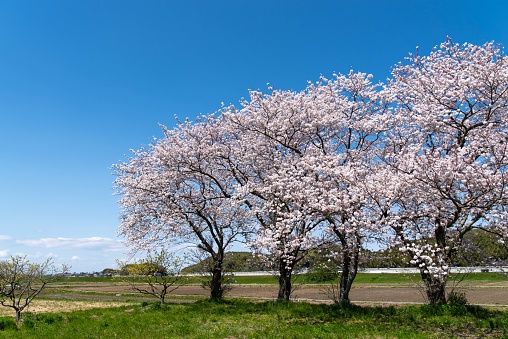 Cherry tree in full bloom