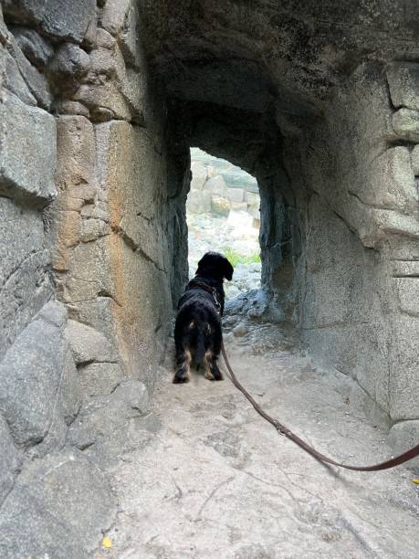 istock Dog in the Zoo 1427962914