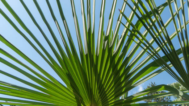 istock Fan palm leaf Ravenala Madagascar, background 1427963035