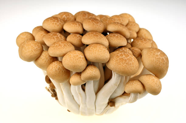 mushrooms seen from above on black background