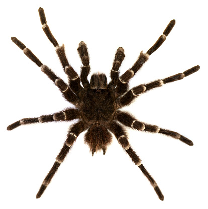 Close-up of a brazilian whiteknee tarantula (Acanthoscurria geniculata) isolated on white background