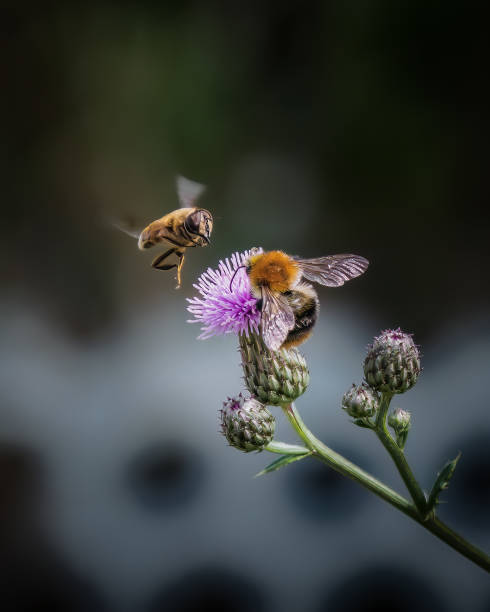 insetos na flor - bee macro insect close up - fotografias e filmes do acervo