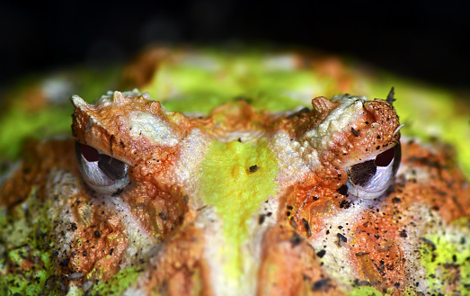 Close-up of the eyes of a Cranwell's horned frog (Ceratophrys cranwelli) also known as Chacoan horned frog.