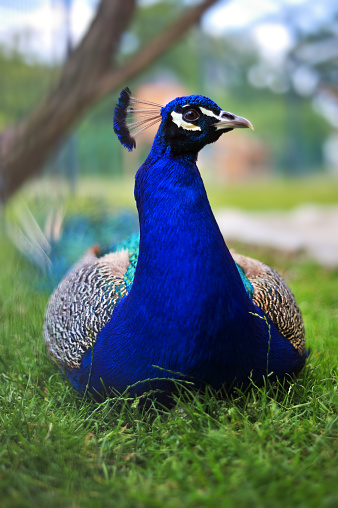 Colourful male peacock facing camera with his feather tail open