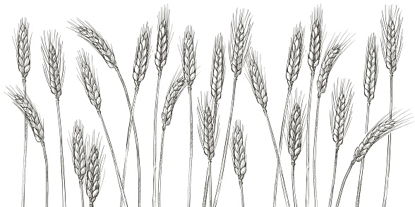 Ears of wheat. Farm field. Barley cereals harvest, spike, grain, corn, agriculture, organic farming, healthy food symbol. Bakery design element. Hand drawn realistic vector illustration