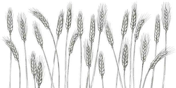Ears of wheat. Barley cereals harvest, spike, grain, corn, agriculture, organic farming, healthy food symbol. Bakery design element. Vector illustration Ears of wheat. Farm field. Barley cereals harvest, spike, grain, corn, agriculture, organic farming, healthy food symbol. Bakery design element. Hand drawn realistic vector illustration barley stock illustrations