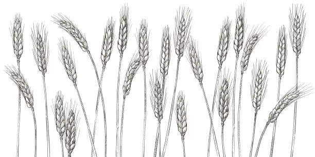 Vector illustration of Ears of wheat. Barley cereals harvest, spike, grain, corn, agriculture, organic farming, healthy food symbol. Bakery design element. Vector illustration