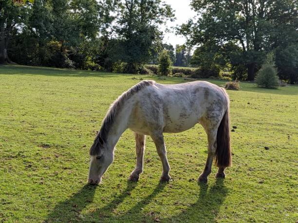 istock Horse in a Meadow 1427969180
