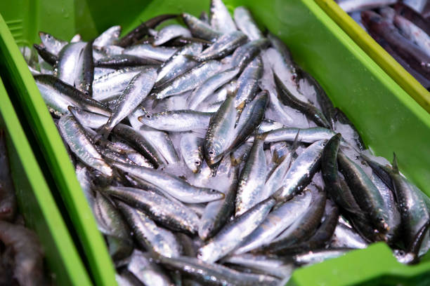 Ready to eat: sardine fillets with mint and olive oil--a very pretty display on a white plate (close-up).