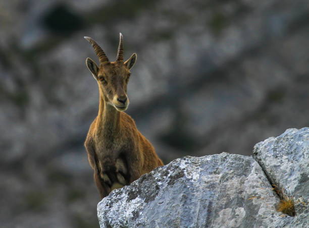 istock Female wild alpine, capra ibex, or steinbock 1427972100