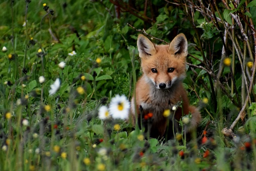 Close up of a Red fox (Vulpes vulpes) in a meadow with a butterfly sitting on a nose in summer.