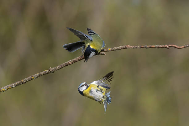 Fighting blue tit and great tit