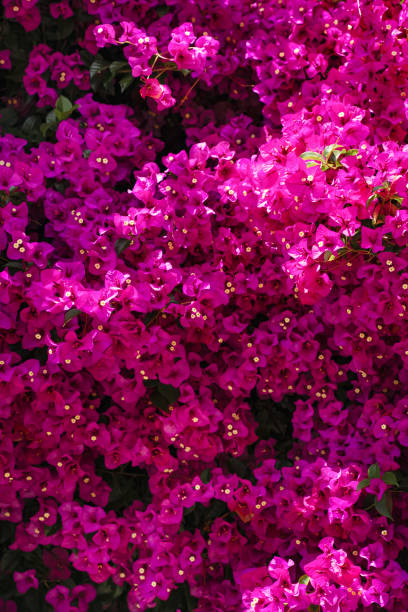 Pink Bougainvillea background Bright hot pink Bougainvillea flower background. San Francisco beautiful lush floral background vertical california fuchsia stock pictures, royalty-free photos & images