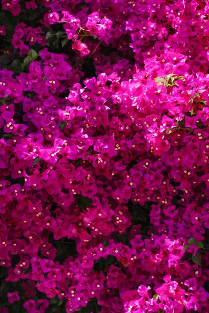 Bright hot pink Bougainvillea flower background. San Francisco beautiful lush floral background vertical