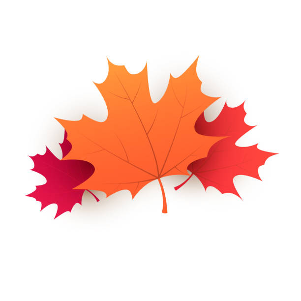 ilustrações, clipart, desenhos animados e ícones de maple folhas de árvore caída - autumn leaf isolated white background