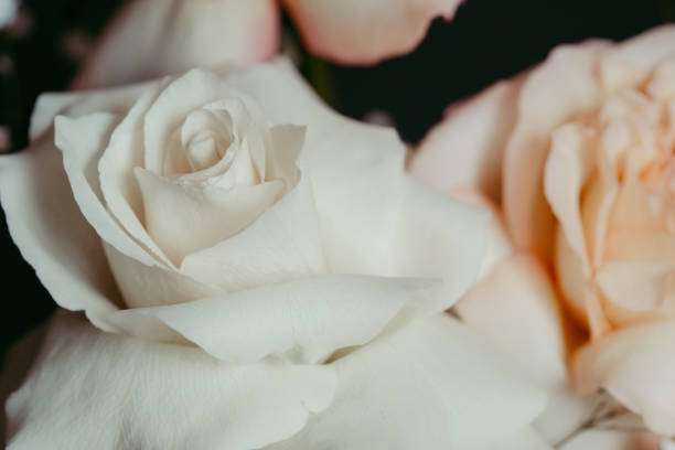 istock Bouquet of roses 1427977272