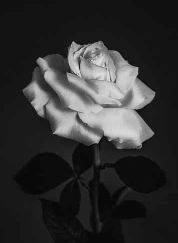 Dark toned image of white rose