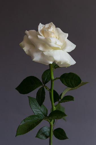 Dark toned image of white rose