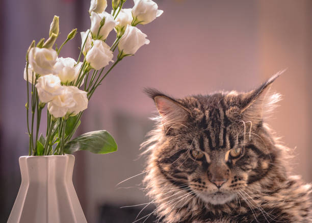 istock Maine Coon marble color plays with bouquet of white eustoma 1427977366