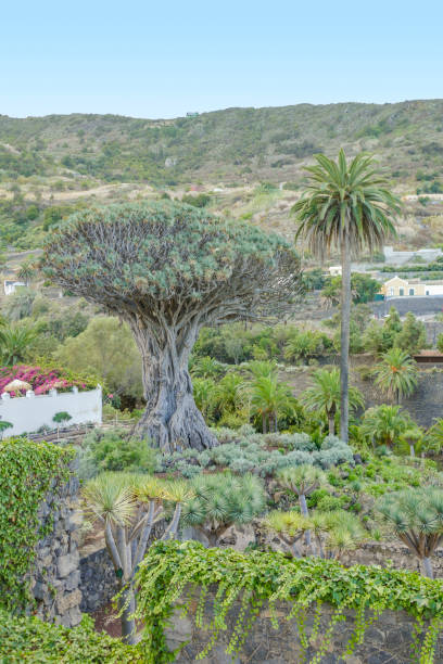 istock Millenary Drago en Tenerife 1427982712