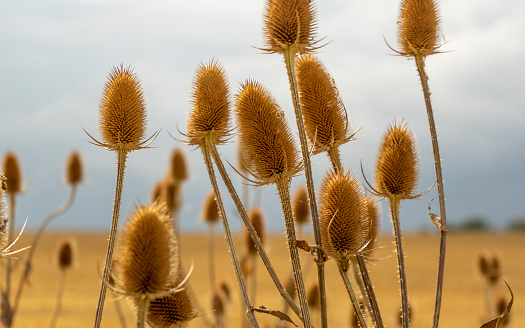 Dry teasel seedheads in front of blurry back