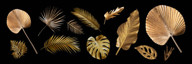istock Tropical leaves gold and black, can be used as background(Monstera,palm,coconut)fernclipping path 1427983055