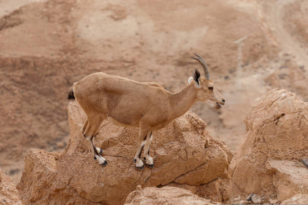 istock Ibexes are standing on a cliff in a desert landscape. 1427984490