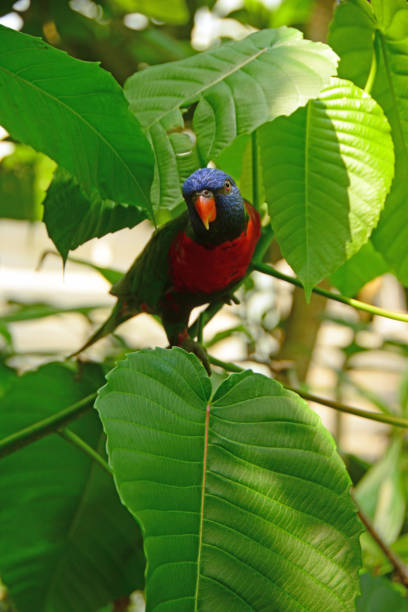 Lory bird in tree. Aviary; single multi colored lory peeking between the leafs of a tree. lory photos stock pictures, royalty-free photos & images