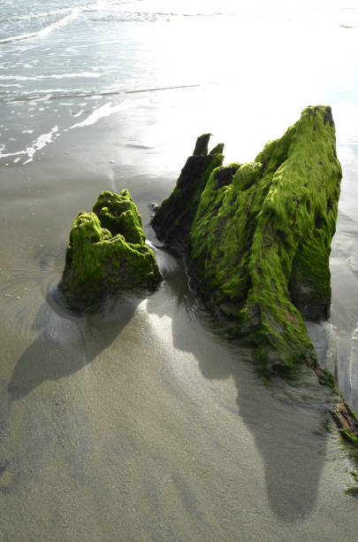 Green contaminated water at shoreline