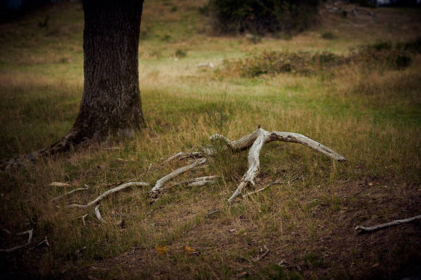 Autumn mood in Svanninge Hills. Tranquility in the nature on Funen.