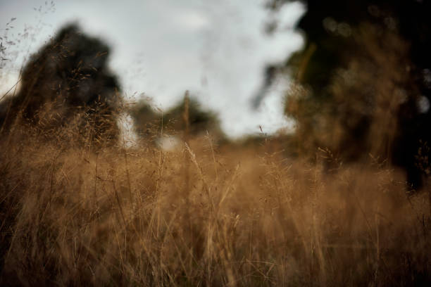 Autumn mood in Svanninge Hills. Tranquility in the nature on Funen.