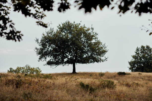 Autumn mood in Svanninge Hills. Tranquility in the nature on Funen.