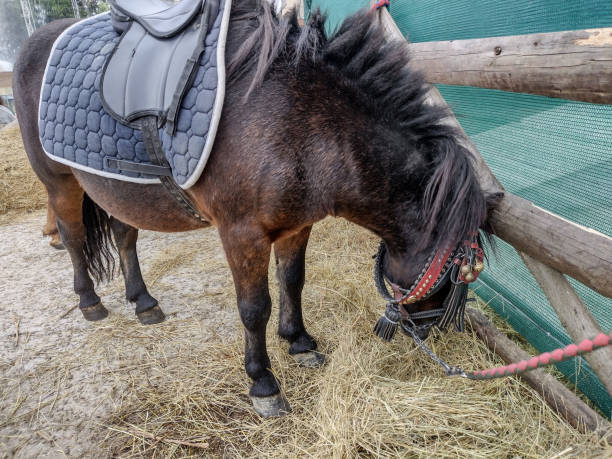 istock a pony eats hay in Romania. Selective focus 1427985827