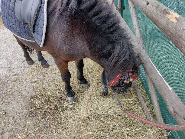 istock a pony eats hay in Romania. Selective focus 1427986627