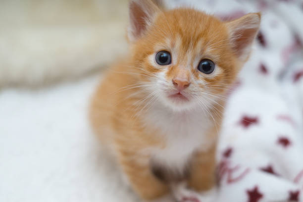 le chaton rouge - domestic cat playful cute close up photos et images de collection