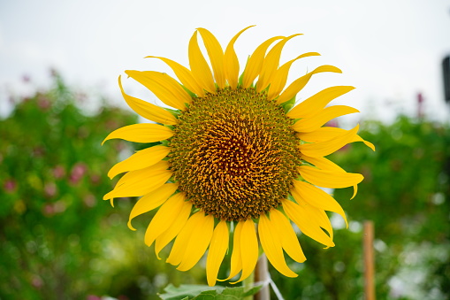 Beautiful Sunflower in garden