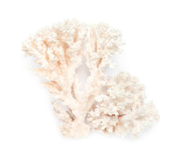 istock Beautiful exotic sea coral isolated on white, top view 1427993459