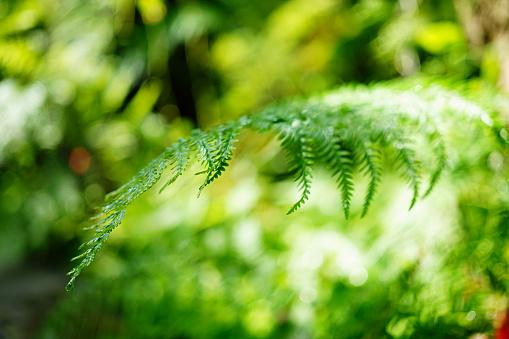 set of six different fern leaves isolated on white background