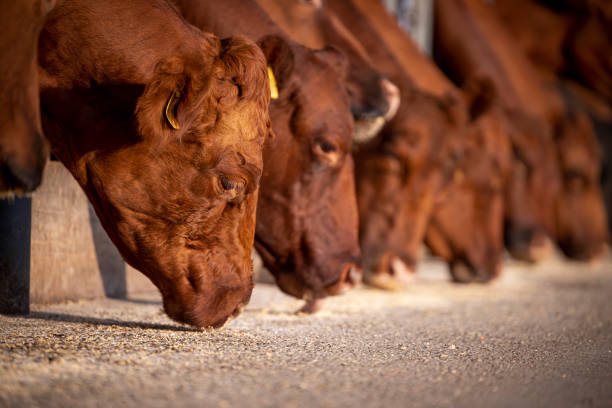 istock Cows eating at the farm. Beef cattle husbandry. 1427996942