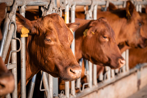 istock Cows at the farm in cowshed. 1427997509