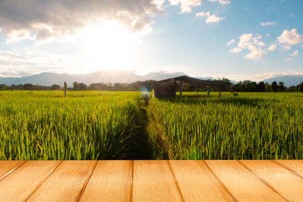 istock View of rice fields at sunset 1427998205