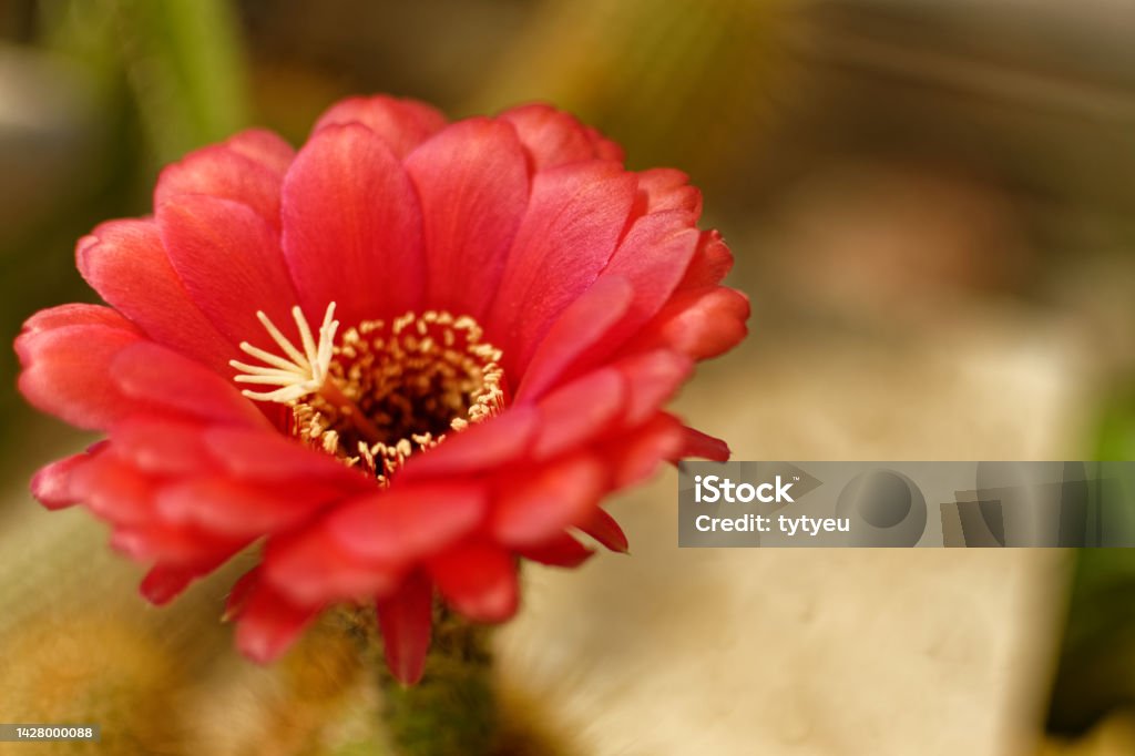 Cactus red flower Close-up of red cactus flower Beauty Stock Photo